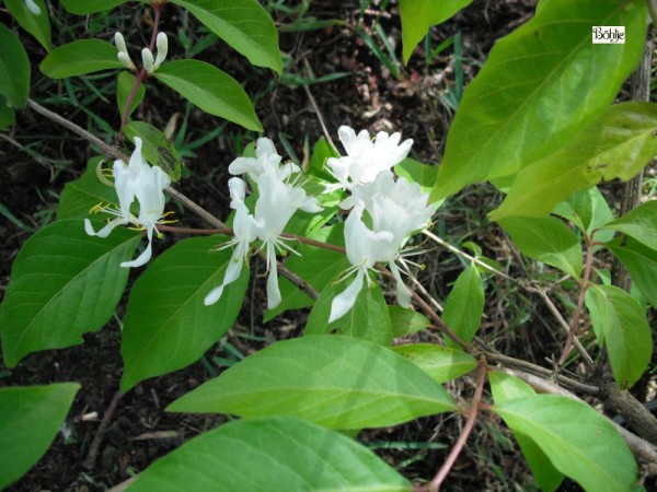 Lonicera maackii -Schirmheckenkirsche-