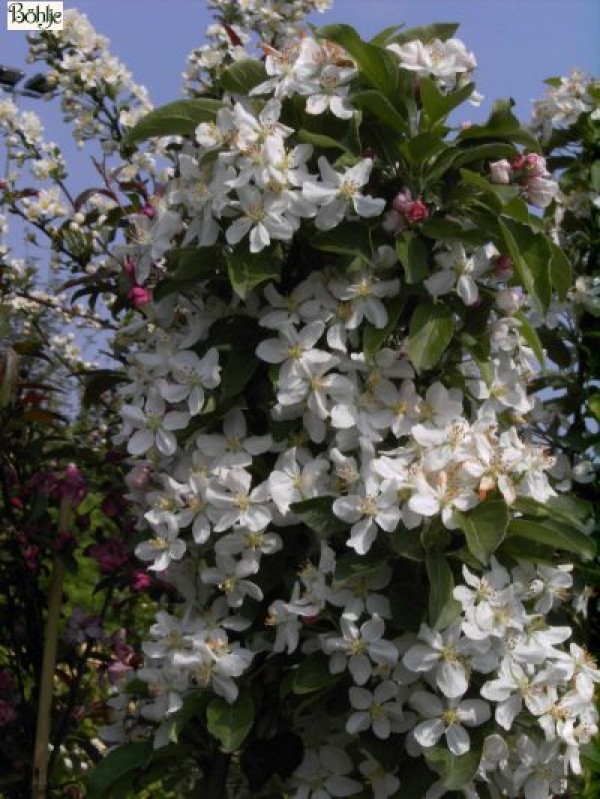 Malus 'Red Sentinel' -Zierapfel-