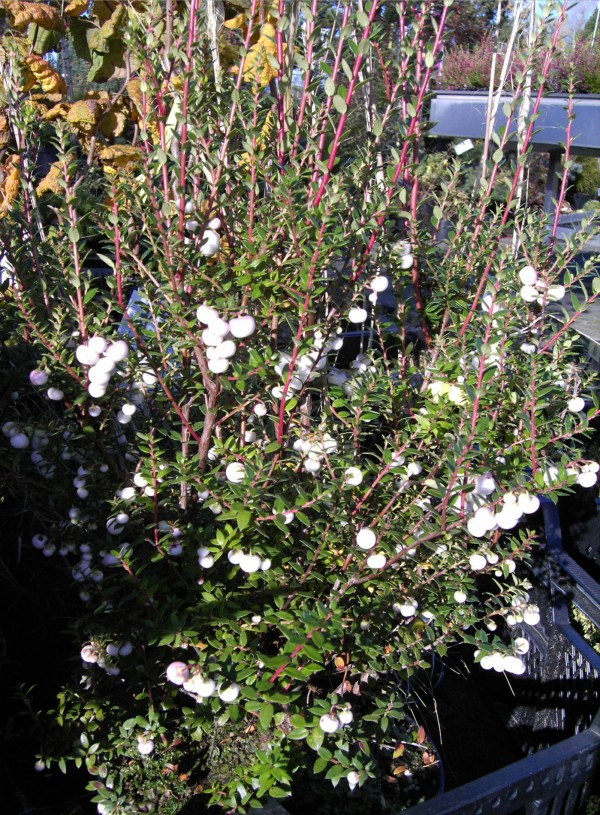 Pernettya mucronata weiß -Torfmyrte-