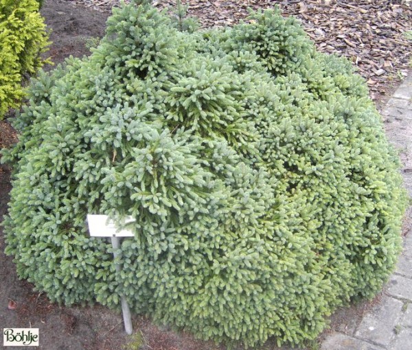 Picea glauca 'Echiniformis' -blaue Igelfichte-