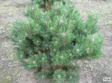 Pinus mugo 'Laurin' -Bergkiefer-