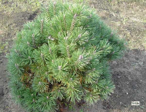 Pinus mugo 'Mops' -Bergkiefer-