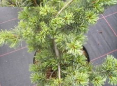 Pinus parviflora 'Fuku-zu-mi'