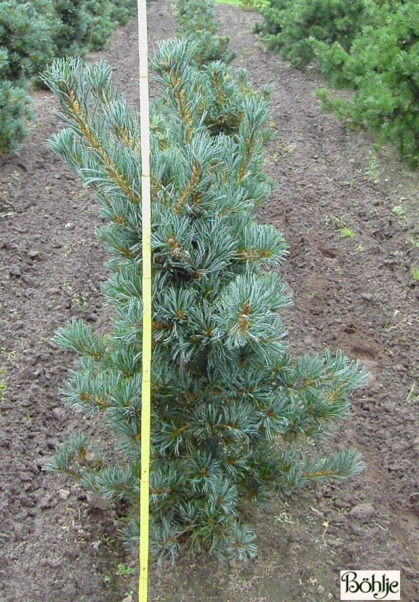 Pinus parviflora 'Glauca' -blaue Mädchenkiefer-