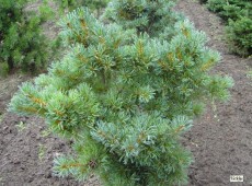Pinus parviflora 'Schoon's Bonsai' -blaue Mädchenkiefer-