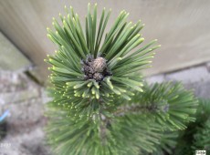 Pinus thunbergii -japanische Schwarzkiefer-
