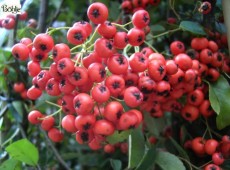 Pyracantha Hybride 'Orange Glow' -Feuerdorn-