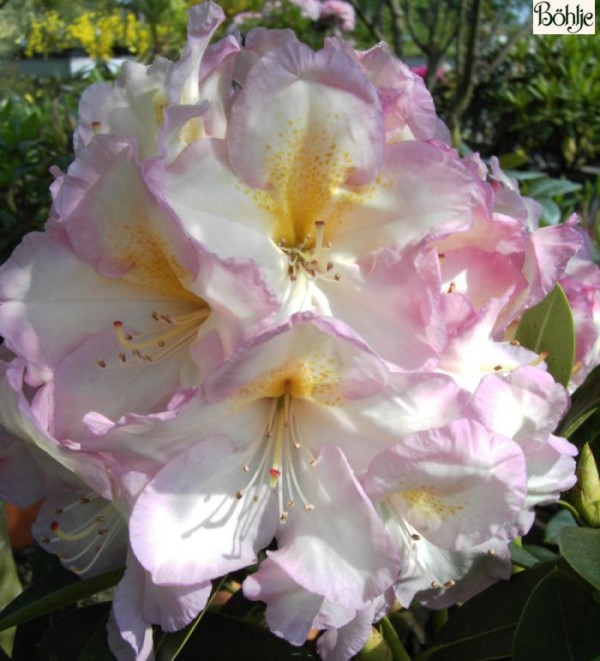 Rhododendron Hybride 'Feenschleier'