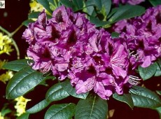 Rhododendron Hybride 'Purple Splendour' Rhododendron Hybride 'Purple Splendour'