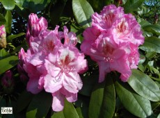Rhododendron Hybride 'Queen Mary' Rhododendron Hybride 'Queen Mary'