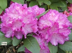 Rhododendron Hybride 'Quinte' Rhododendron Hybride 'Quinte'