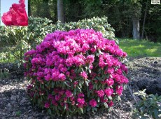 Rhododendron Hybride 'Rubescens' Rhododendron Hybride 'Rubescens'