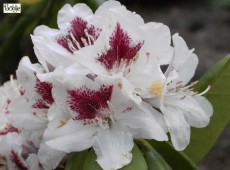 Rhododendron Hybride 'Schneeauge' Rhododendron Hybride 'Schneeauge'