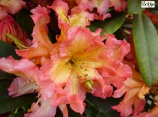 Rhododendron Hybride 'Sun Fire' Rhododendron Hybride 'Sun Fire'