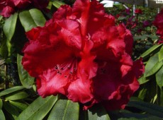 Rhododendron Hybride 'Taurus' Rhododendron Hybride 'Taurus'