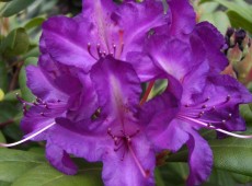 Rhododendron Hybride 'Tonika' Rhododendron Hybride 'Tonika'