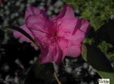 Rhododendron dauricum 'Staccato'