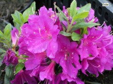 Rhododendron obtusum 'Purpurtraum'