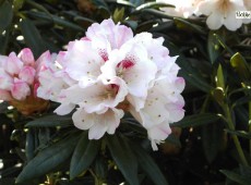 Rhododendron roxieanum 'Blewbury'