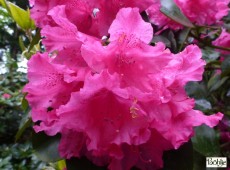 Rhododendron williamsianum 'August Lamken'