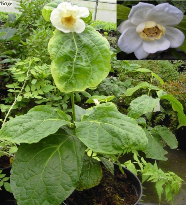 Calycanthus chinensis (Sinocalycanthus chinensis) - chinesicher Gewürzstrauch -