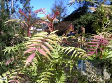 Sorbaria sorbifolia 'Sem' -niedrige Fiederspiere-