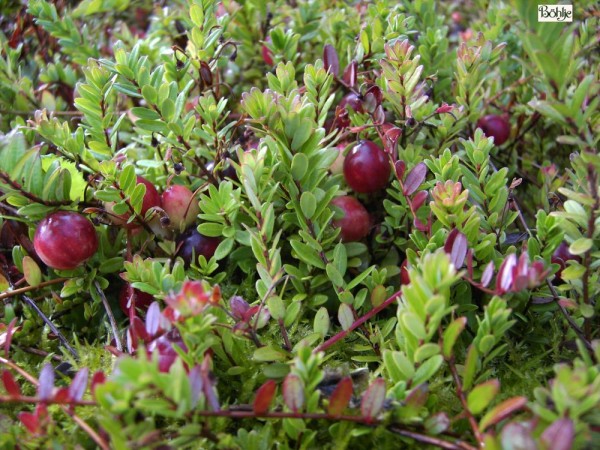 Vaccinium macrocarpon und Sorten (z. B. Pilgrim) -großfrüchtige Moosbeere, Cranberry-