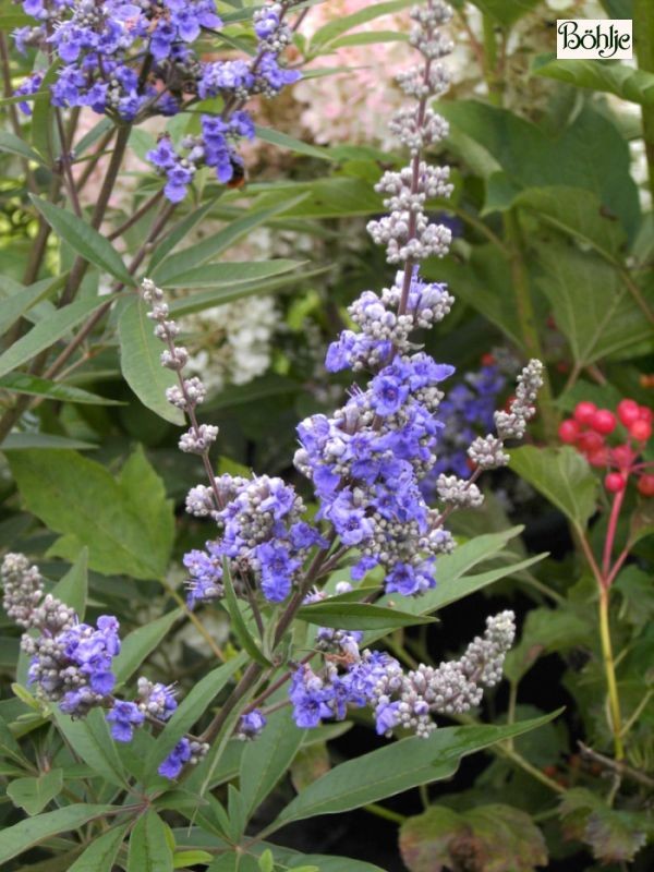 Vitex agnus-castus - Mönchspfeffer -